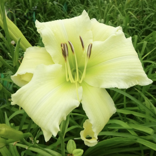 Poison Ivory - 1 Fan